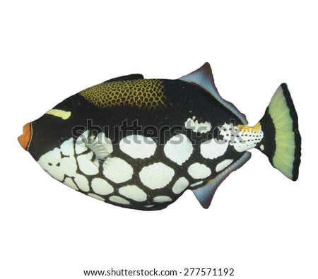 Tropical fish isolated: Clown Triggerfish on white background