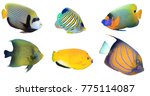 Tropical fish isolated on white background. Angelfish: Emperor, Regal, Yellowmask, Koran, Threespot and Bluering Angelfishes