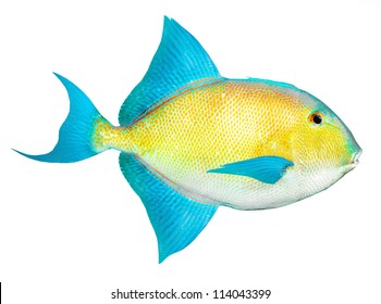 Tropical Fish Isolated On A White Background.