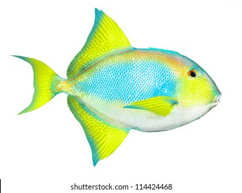 Tropical Fish Isolated On A White Background.