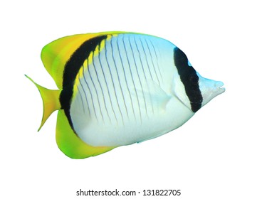 Tropical Fish Isolated On White Background: Lined Butterflyfish