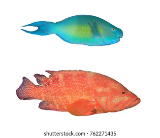 Tropical fish isolated on white background. Parrotfish and Coral Grouper (Coral Trout)