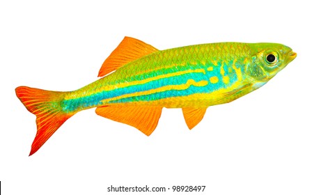 Tropical Fish Isolated On A White Background.