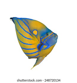 Tropical Fish Isolated: Ringed Angelfish