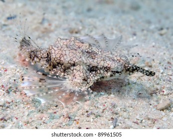 Tropical Fish Little Dragonfish