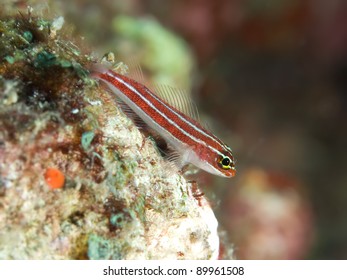 Tropical Fish Neon Triplefin