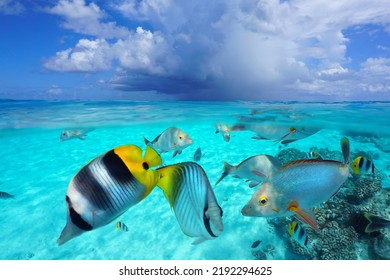 Tropical Fish In The Ocean And Sky With Cloud, Seascape From Water Surface, Split Level View Over And Underwater, South Pacific, French Polynesia