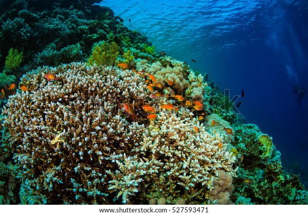 Tropical Fish On Background Coral Reef Stock Photo 527593471 | Shutterstock