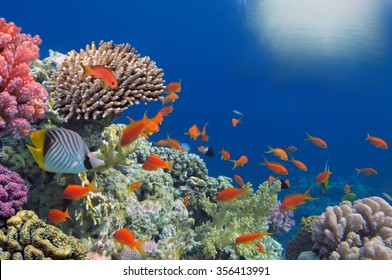 tropical-fish-on-coral-reef-260nw-356413