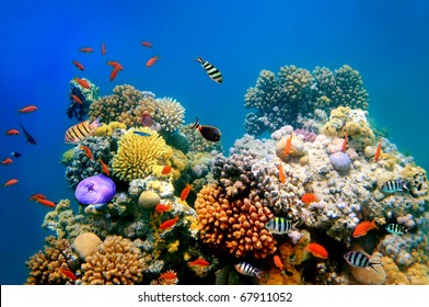 Tropical Fish On A Coral Reef