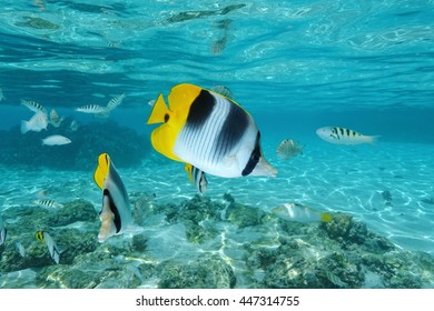 Tropical fish, Pacific double-saddle butterflyfish, Chaetodon ulietensis, underwater in the lagoon of Moorea, Pacific ocean, French Polynesia