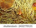 Tropical fish (Pink Skunk Clownfish, Amphiprion perideraion) in the anemone. Coral reef and orange anemonefish. Underwater widlife photography, fish on the reef. Scuba diving with marine life. 