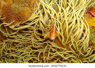 Tropical fish (Pink Skunk Clownfish, Amphiprion perideraion) in the anemone. Coral reef and orange anemonefish. Underwater widlife photography, fish on the reef. Scuba diving with marine life. 