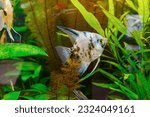 Tropical fish Pterophyllum scalare altum, angelfish swimming in aquarium water wtih green algae. Brown fish in oceanarium pool. Aquatic organism, underwater life, aquarium pet
