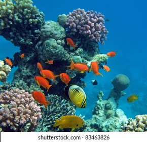 Tropical Fish Of The Red Sea Coral Reef