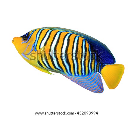 Tropical fish: Regal Angelfish isolated on white background