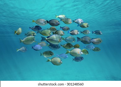 Tropical Fish Schooling (doctorfish And Surgeonfish) Below Ripples Of Water Surface In The Ocean