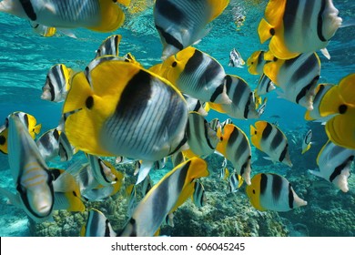 Tropical fish shoal of colorful Pacific double-saddle butterflyfish, Chaetodon ulietensis, underwater close to the camera, Pacific ocean, French Polynesia