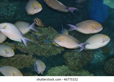 Tropical Fish, Siam Ocean World, Pattaya, Thailand.