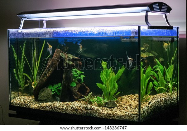 Tropical\
fish swimming in lighted aquarium or fish\
tank.