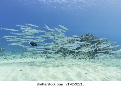 Tropical Fish Swimming Over Sandy Ocean Floor And Reef