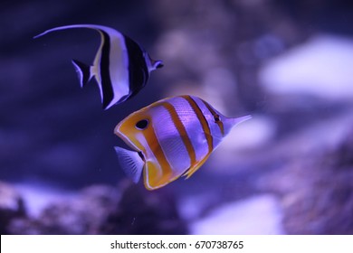 Tropical Fish In Sydney Sea Life Aquarium