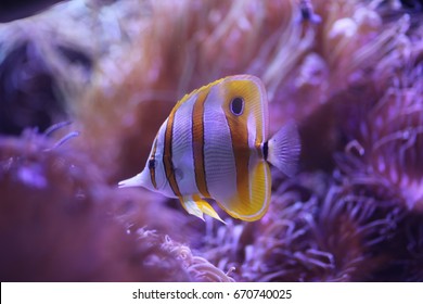 Tropical Fish In Sydney Sea Life Aquarium