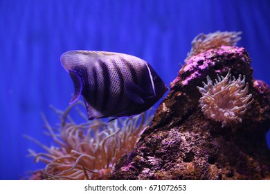 Tropical Fish In Sydney Sea Life Aquarium