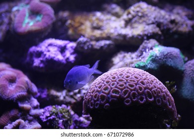 Tropical Fish In Sydney Sea Life Aquarium