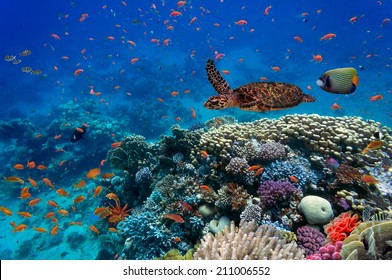 Tropical fish and turtle in the Red Sea, Egypt