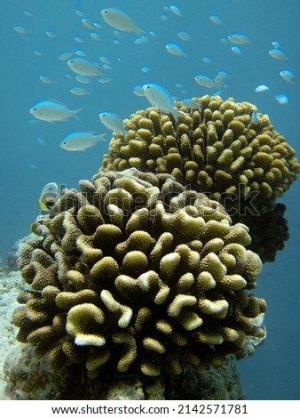 Tropical fishes of the genus Damselfishes ( Pomacentridae ) hiding in a Stylophora pistillata hard coral scenic vertical photograph from coral reef of Maldives