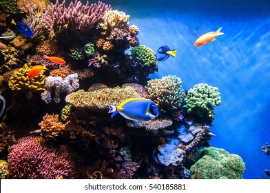 Tropical fishes on the coral reef