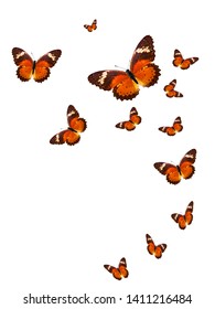 Tropical Flock Of Flying Colored Butterflies Isolated On White Background