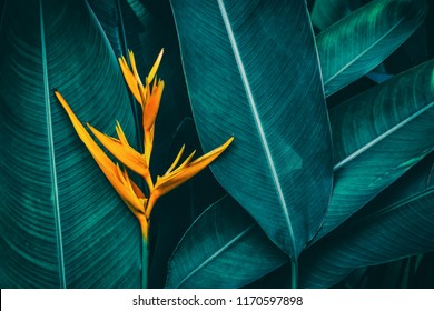 tropical flower blooming on dark foliage nature background - Shutterstock ID 1170597898