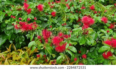 Tropical flower - Calliandra haematocephala, flowering plants of the genus in the family Fabaceae.