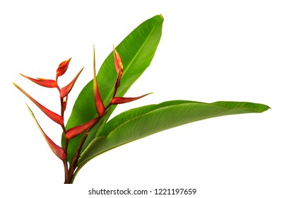 Tropical Flower With Green Leaves Isolated On White Background.