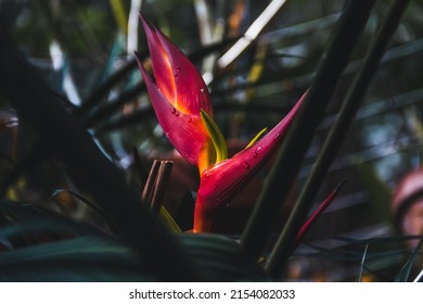 Tropical flower of heliconia bihai in bloom. Copy space. Selective focus.