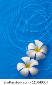 Tropical Flower Plumeria Floating On Blue Water