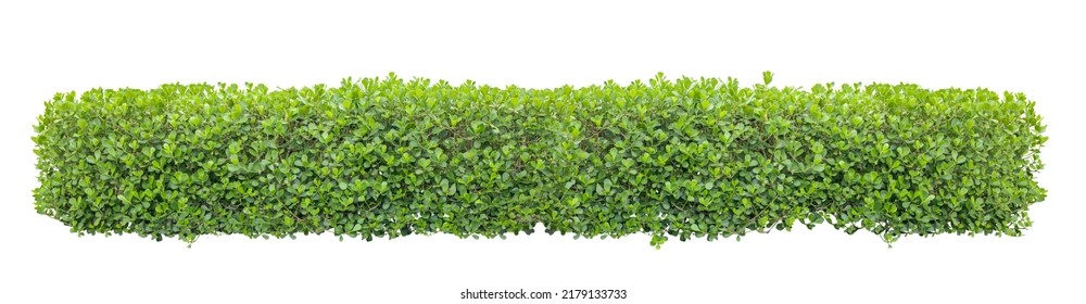 Tropical Flower Shrub Bush Fence Tree Isolated Plant With Clipping Path.