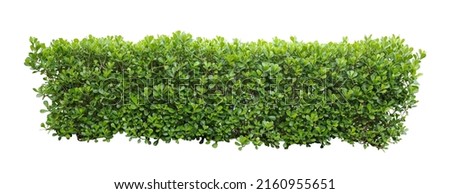 Tropical Flower shrub bush fence tree isolated  plant with clipping path.