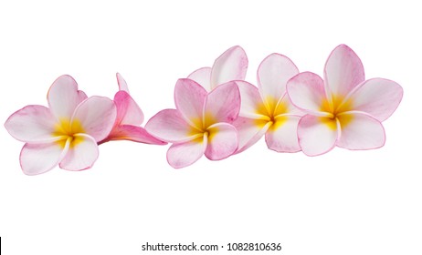 Tropical Flowers, Close Up Of Pink Plumeria Or Frangipani (Hawaii, Hawaiian Lei Flower, Bali Indonesia, Shri-Lanka Ceylon, Spa). Pink Frangipani Flowers Isolated On White Background With Clipping Path