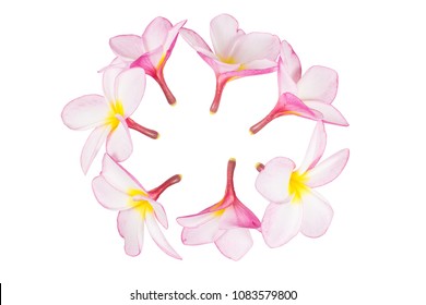 Tropical Flowers, Close Up Of Pink Plumeria Or Frangipani (Hawaii, Hawaiian Lei Flower, Bali Indonesia, Shri-Lanka Ceylon, Spa). Pink Frangipani Flowers Isolated On White Background With Clipping Path