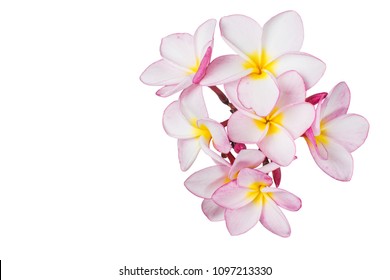 Tropical flowers, Close up of pink Plumeria or Frangipani (Hawaii, Hawaiian Lei Flower, Bali Indonesia, Shri-Lanka Ceylon, Spa). Pink Frangipani flowers isolated on white background with clipping path