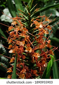 Tropical Flowers In Henri Pittier National Park