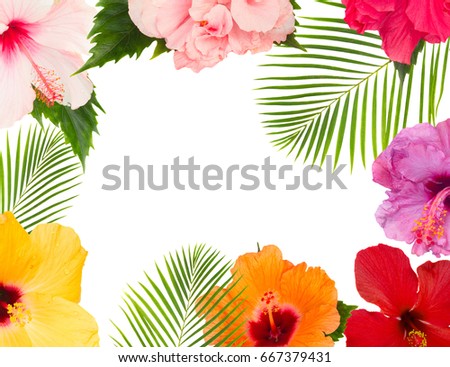 tropical flowers and leaves - frame of fresh multicilored hibiscus flowers and exotic palm leaves isolated on white background