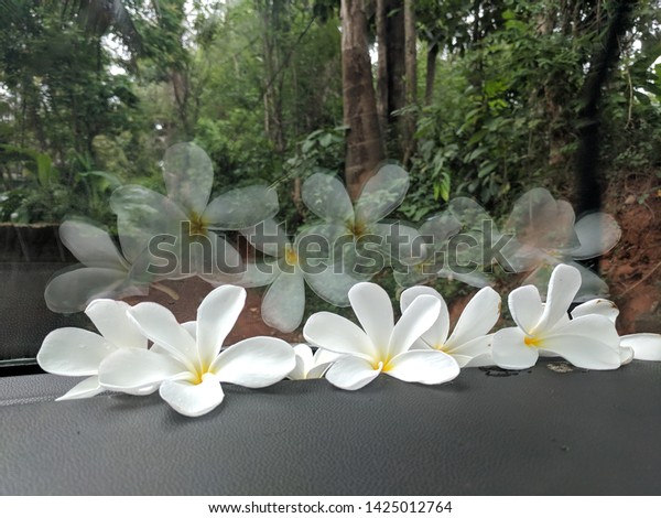 Tropical flowers in the
rain, in the car. Moments with scent just before it rains. Blissful
life in Kerala