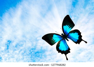 tropical flying blue butterfly with the sun against the sky - Shutterstock ID 1277968282