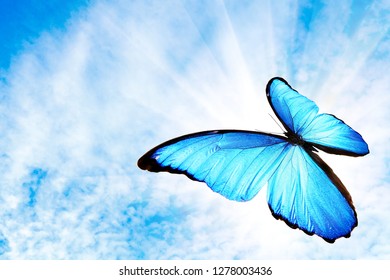 tropical flying blue butterfly with the sun against the sky - Shutterstock ID 1278003436