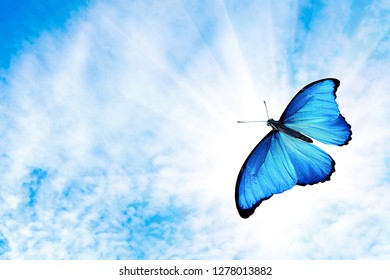 tropical flying blue butterfly with the sun against the sky - Shutterstock ID 1278013882