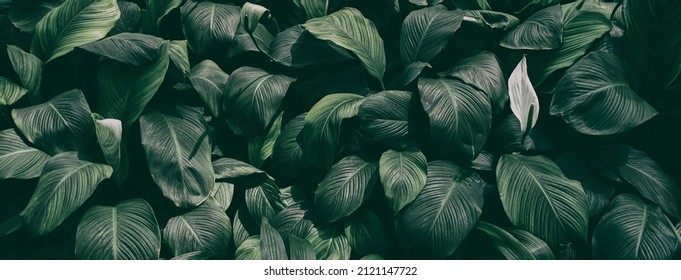 Tropical Foliage, Dark Green Nature Background